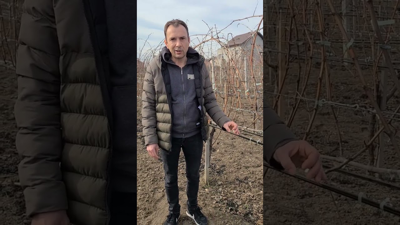 Fertilizarea de bază la vița-de-vie