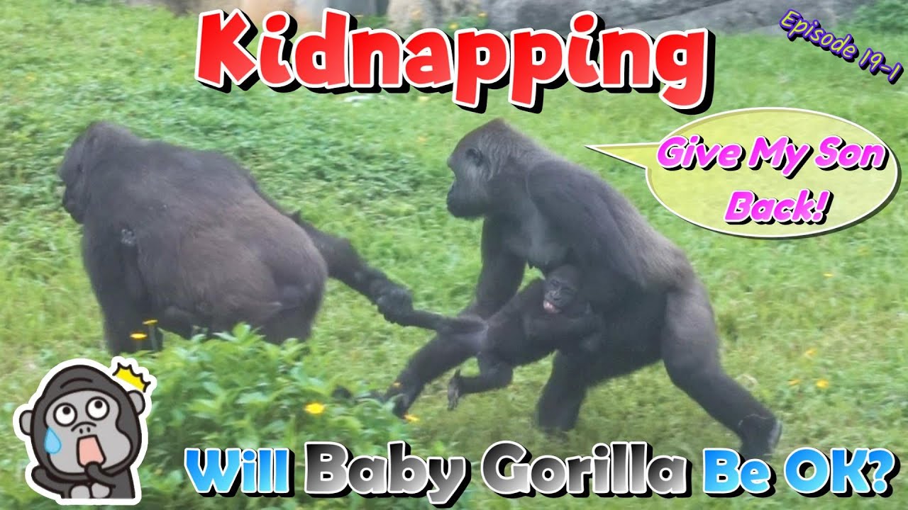 Aunt Gorilla Kidnaps Baby Gorilla!