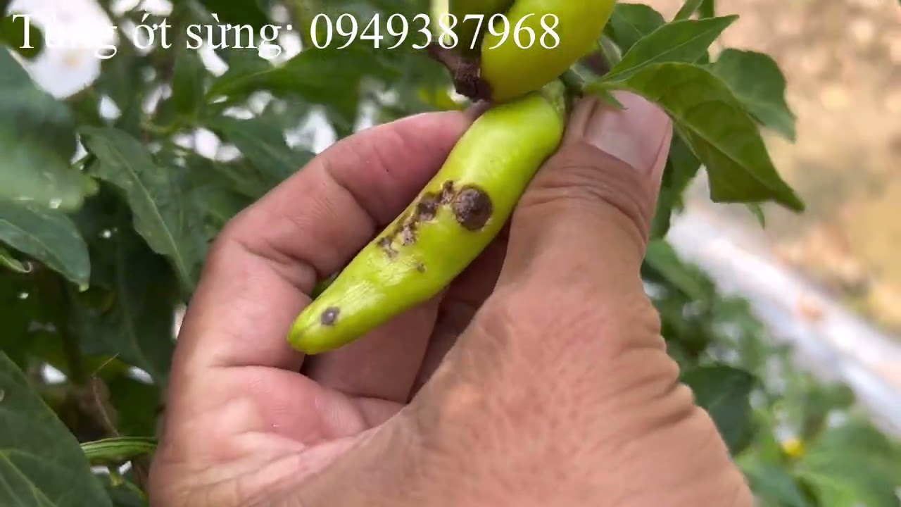 Ớt sừng v&agrave;ng ch&acirc;u phi hướng dẫn kỹ thuật sử l&yacute; bệnh th&aacute;n thư