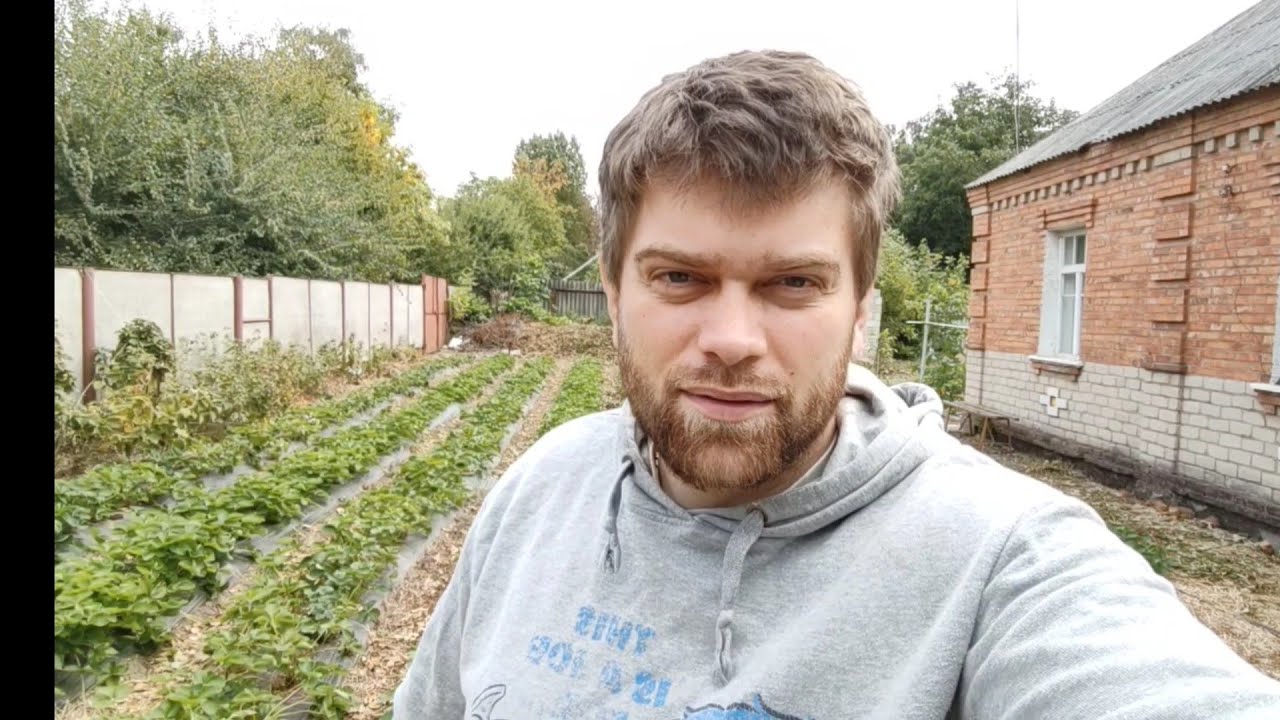 Подкормка клубники осенью. Система фертигации на клубнике.