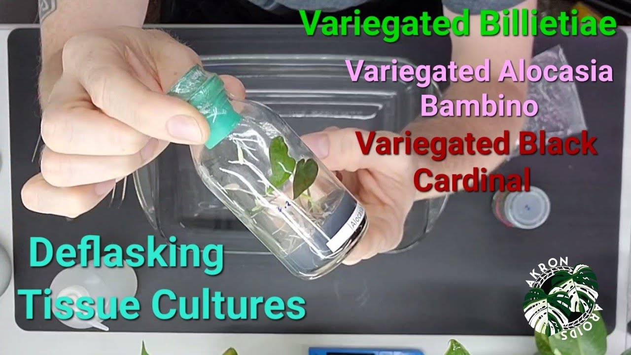 Deflasking Tissue Cultures - My Methods