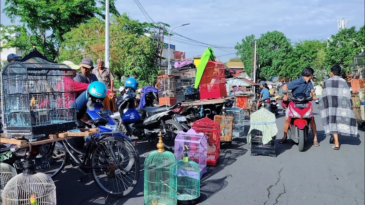 kalau mau cari burung murah stand by di jembatan kalimas PB petekan surabaya !! Ter update