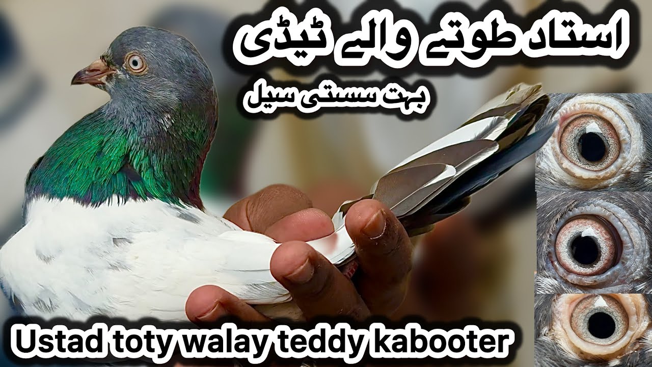 Jodon walay asil kabooter ustad toty walay teddy + chaudhery walay teddy + 💯% resulted