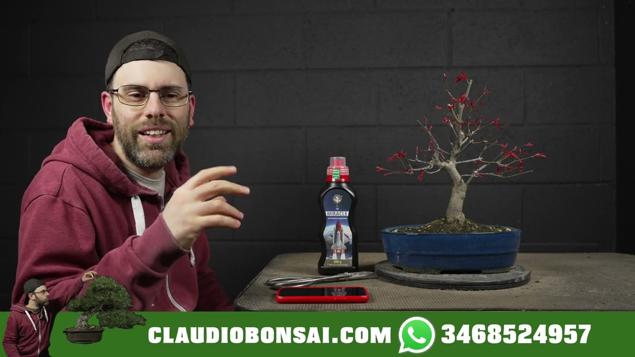 PERCHÈ IL TUO BONSAI HA LE FOGLIE FLOSCE