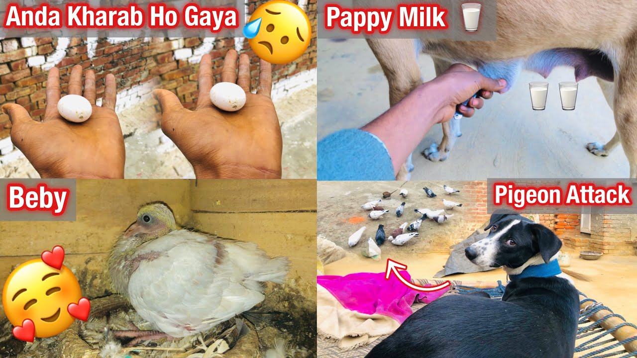 Redbul Pappy Milk!!🥛😻