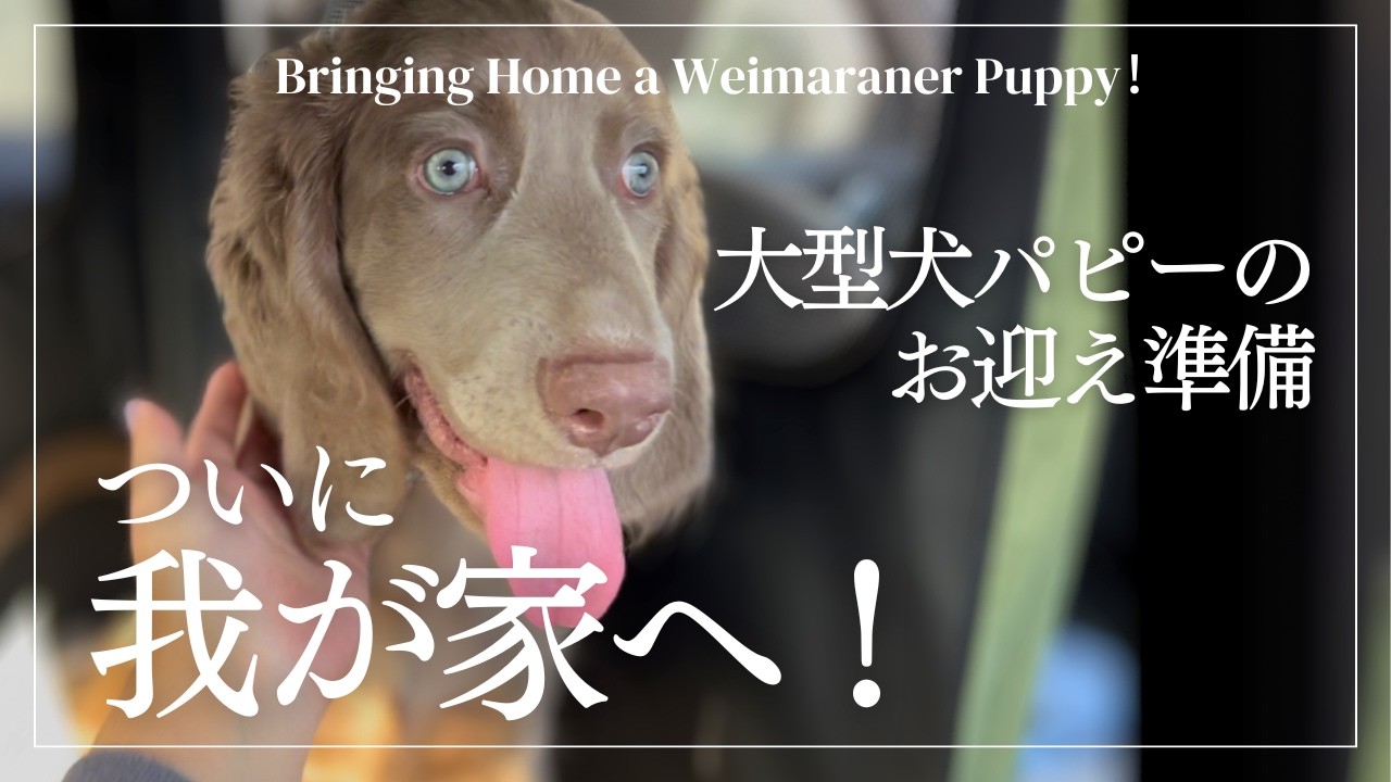 ワイマラナーパピーのお迎え準備＆ついに我が家へ！【Bringing Home a Weimaraner Puppy】