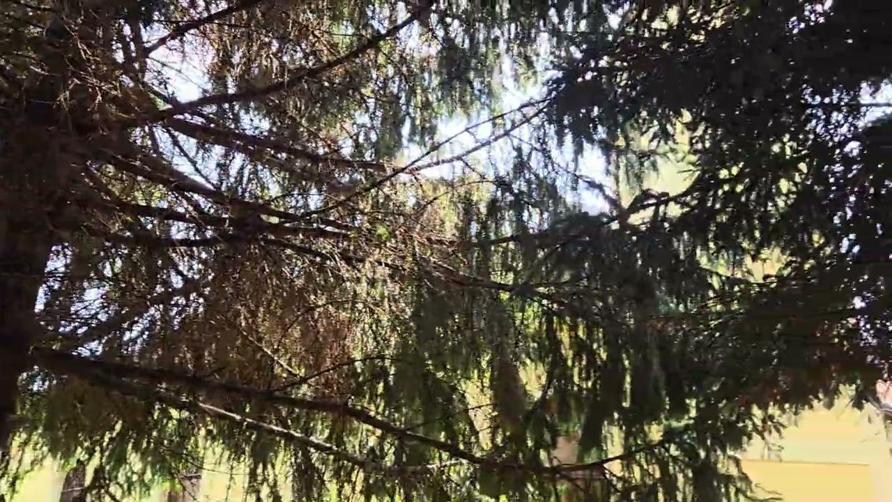Ludbreg-početak proštenjarske mise