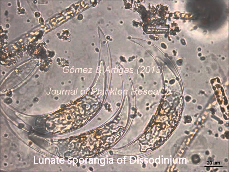 Life cycle of Dissodinium pseudolunula, a parasite of copepod eggs