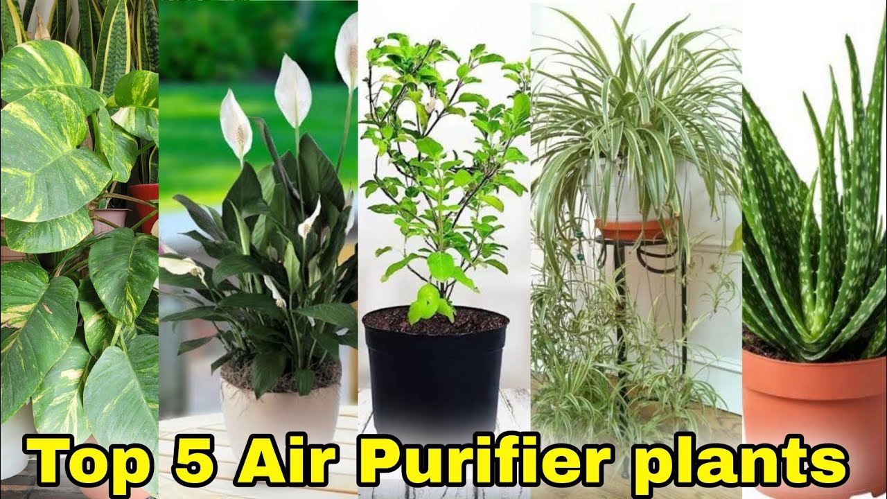 Top 5 air Purifier plants you can grow at Home/Garden, Oxygen giving plant