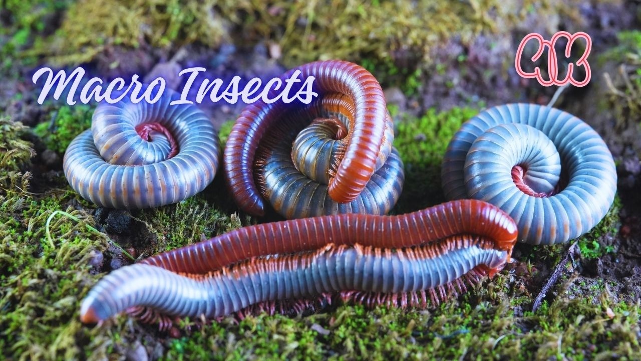Тысячи многоножек 4K | Самая подробная макросъемка из когда-либо сделанных