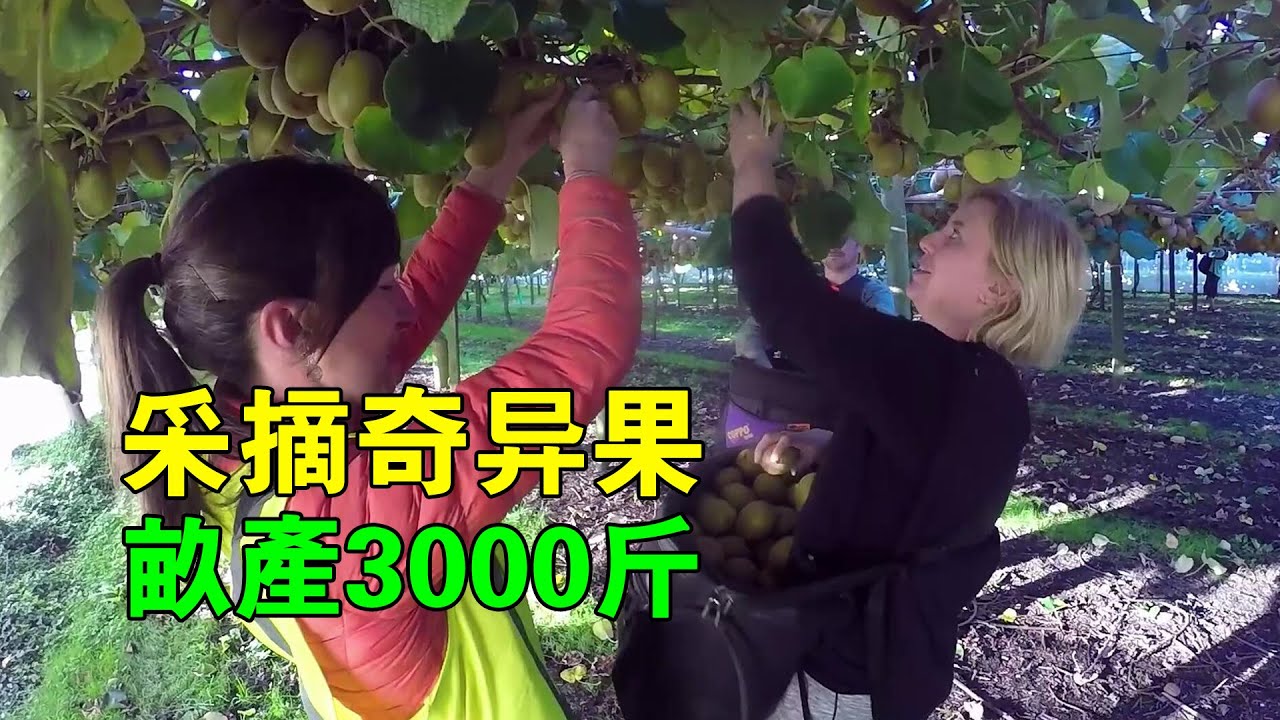 同樣是獼猴桃，為什麼奇異果賣得那麼貴？