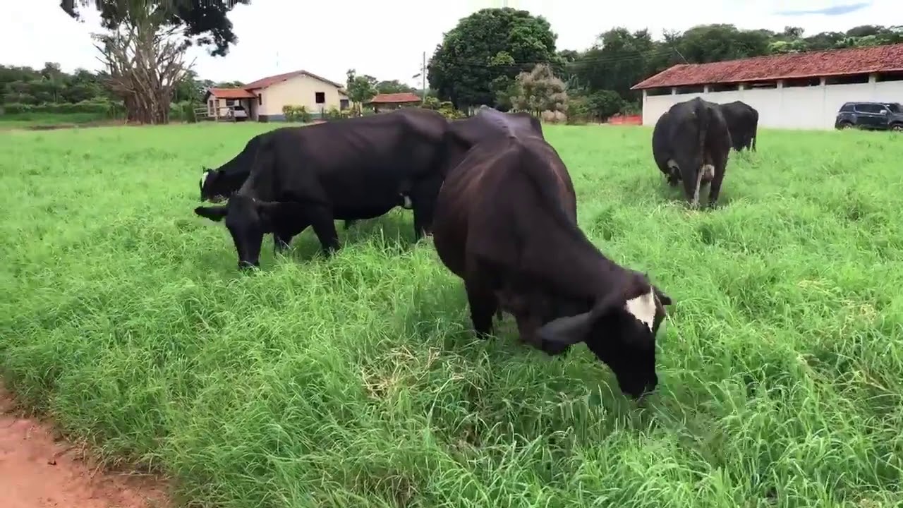 Sindi Castilho - Novilhas Sindolando