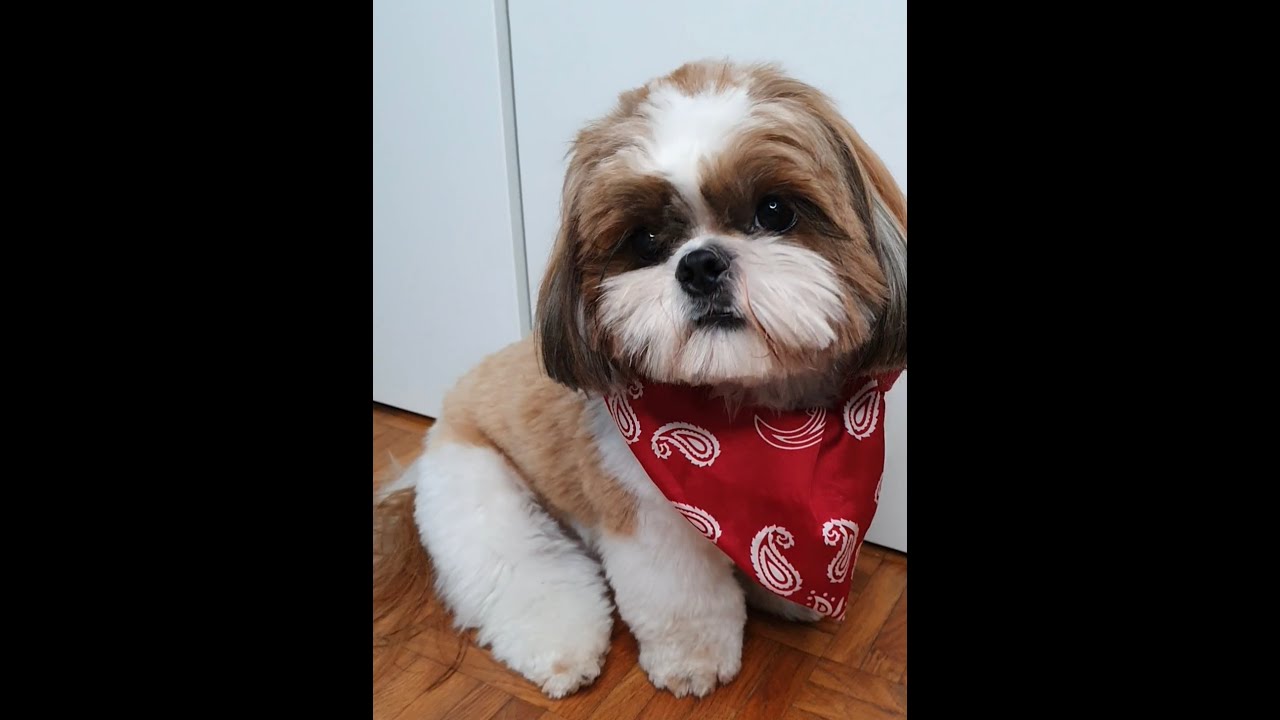 #Shorts My dog ​​Milo takes a shower and the result is magnificent!😍