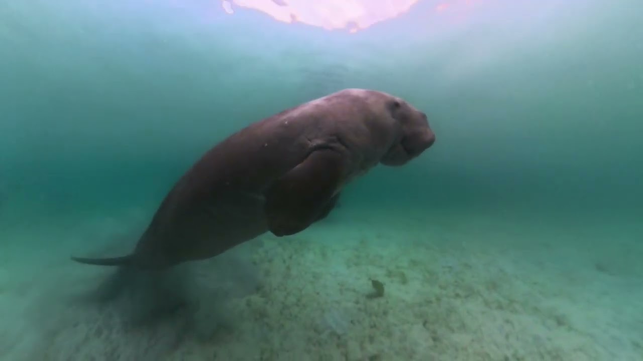 Diving with Dugongs (and turtles) in Coron, Philippines, and staying at El Rio Y Mar