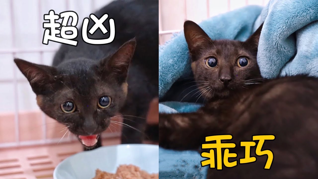 流浪小貓貪吃被逮，剛開始瘋狂咬人報復，半小時後乖到判若兩貓｜李喜猫