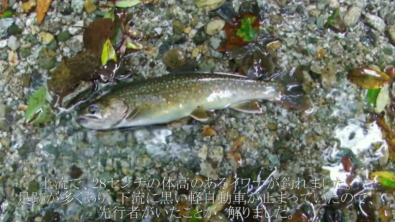 群馬県渓流釣り情報　2022.8、下旬　片品川上流域支流　大立沢