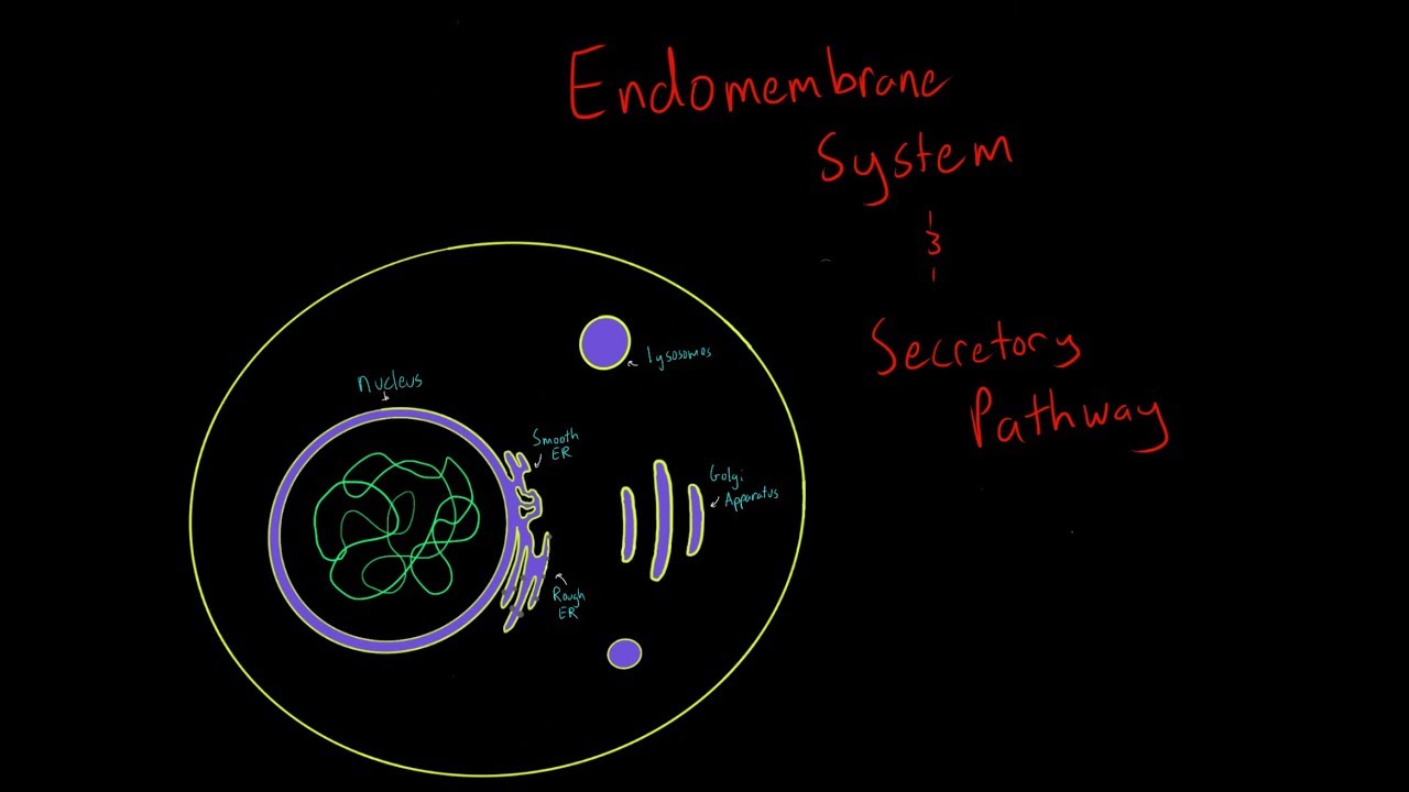 The Endomembrane System EVERYTHING YOU NEED TO KNOW FOR MCAT