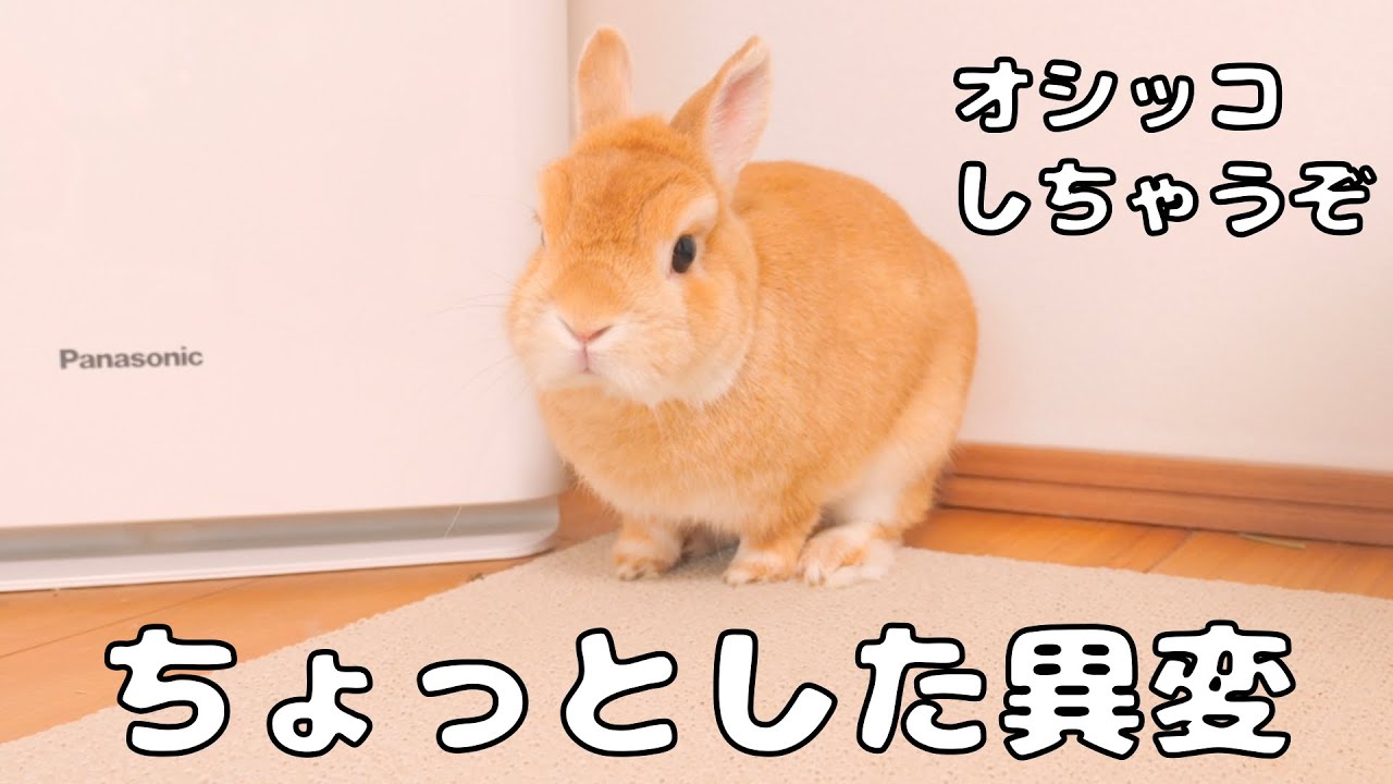 元気がなく変な場所で粗相したムギに異変を感じたのですがその理由が可愛すぎました【No.1337】