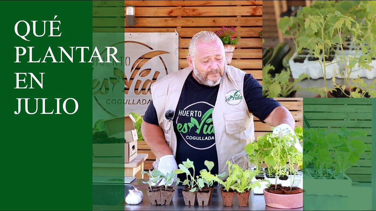 QUE PLANTAR en JULIO en el HUERTO