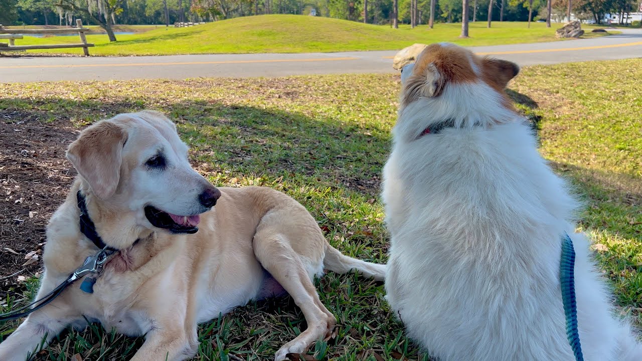 Forced to leave Disney a day early with our 3 Big Dogs!