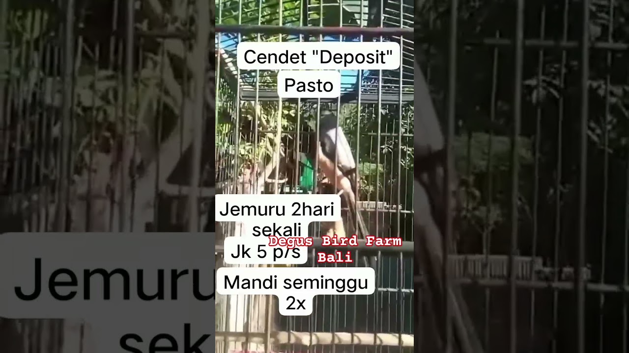 tips rawatan cendet pastol agar gacor #hobbiburung #birds #masteran #cendet #kicaumania