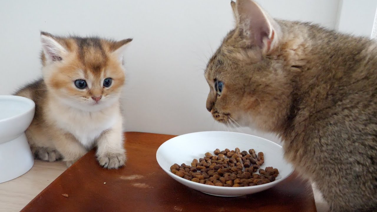 Kitten Mocha admires how well Mum eats...