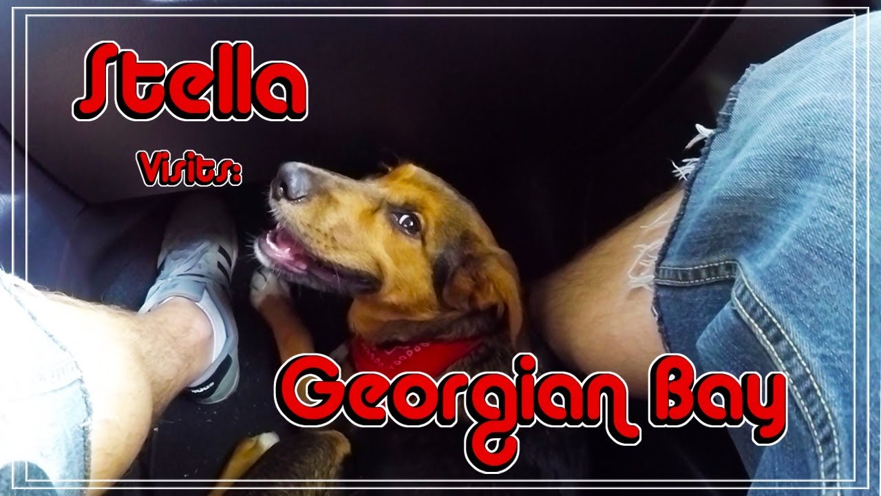 Dog Fails At Using Slide || Stella Visits Georgian Bay