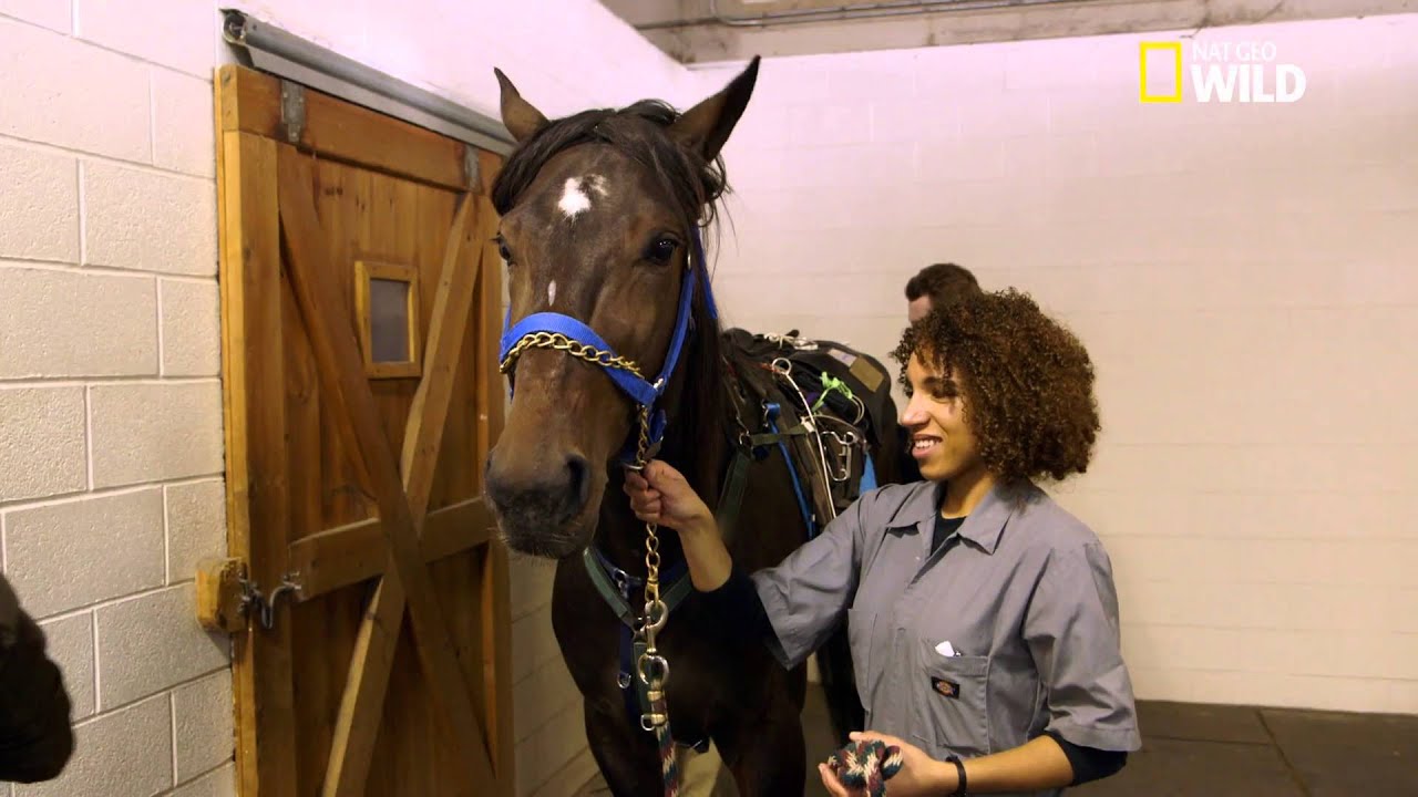 Muscle & Spice, un cheval de course malade