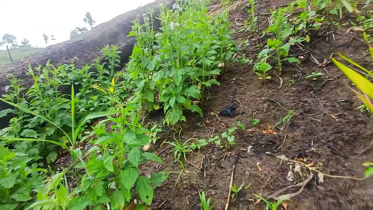 Jhum cultivation 