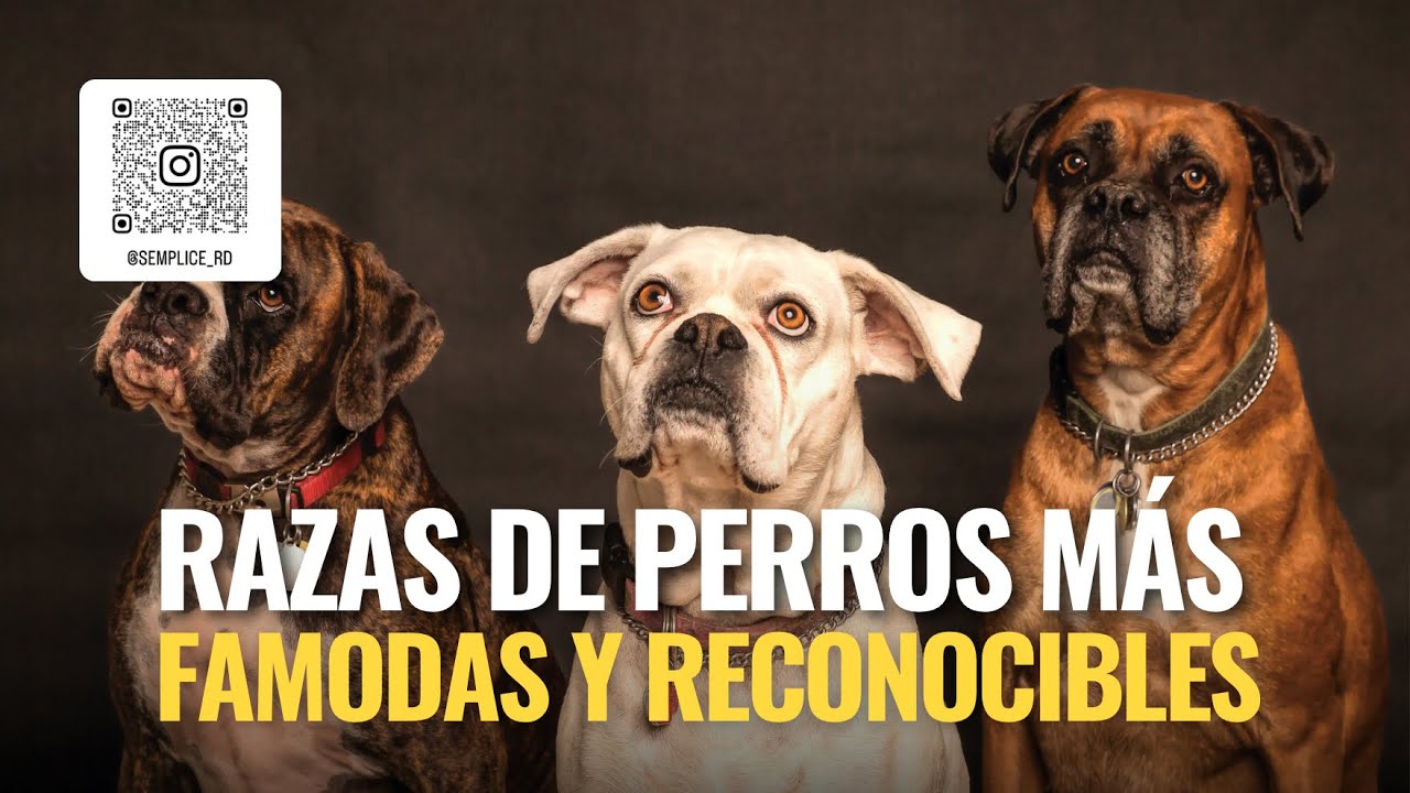 Algunas de las razas de perros mas famosas