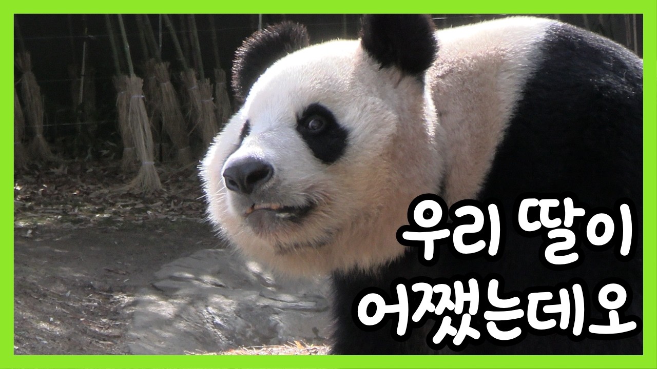 [120회]우리 딸이 어쨌는데오 | 하부지! 후이는 못나갔떠오 | 러바오와 아이바오의 마지막 눈놀이(?)