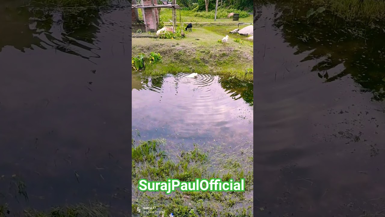 #swan #swim #water #sky #nature #trending #viral #shorts #assam #india #spo #surajpaulofficial
