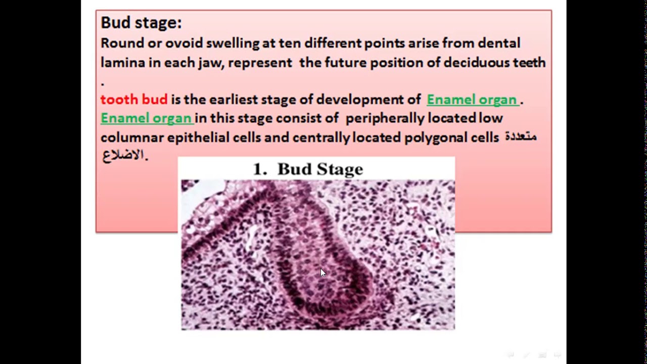 Tooth development