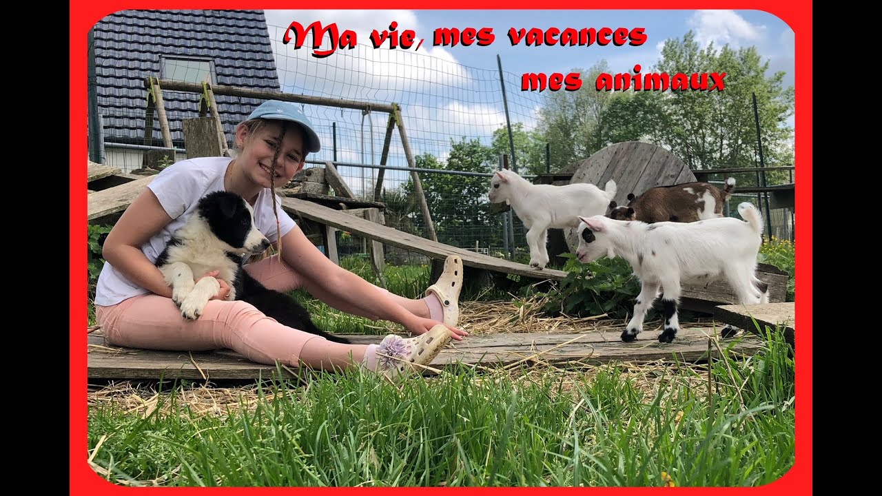 MA VIE MES VACANCES MES ANIMAUX , VLOG notre élevage,  border collie, chèvres miniatures, perroquets