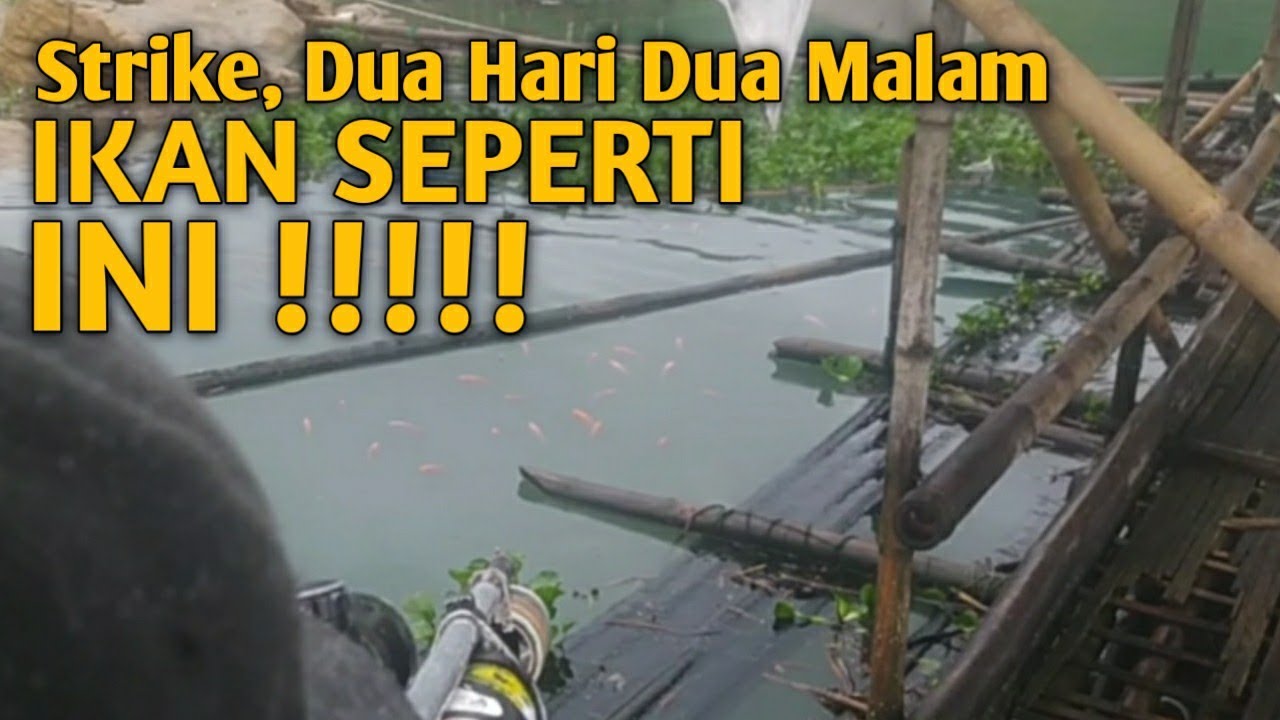 Jatiluhur Purwakarta - Nembak ikan part 2 (Skill Trick) | ikan liar