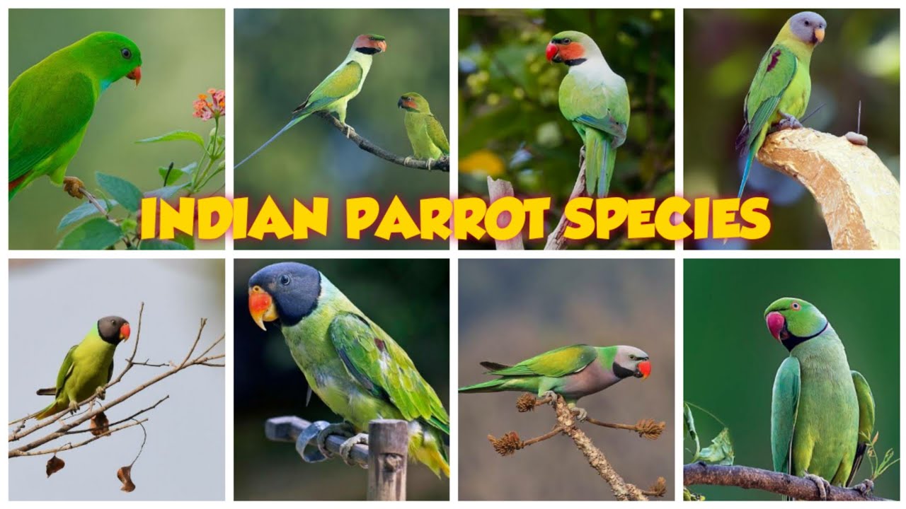 Indian parrots || 12 Beautiful Species of Parakeets Found in India || indian parrot species ||