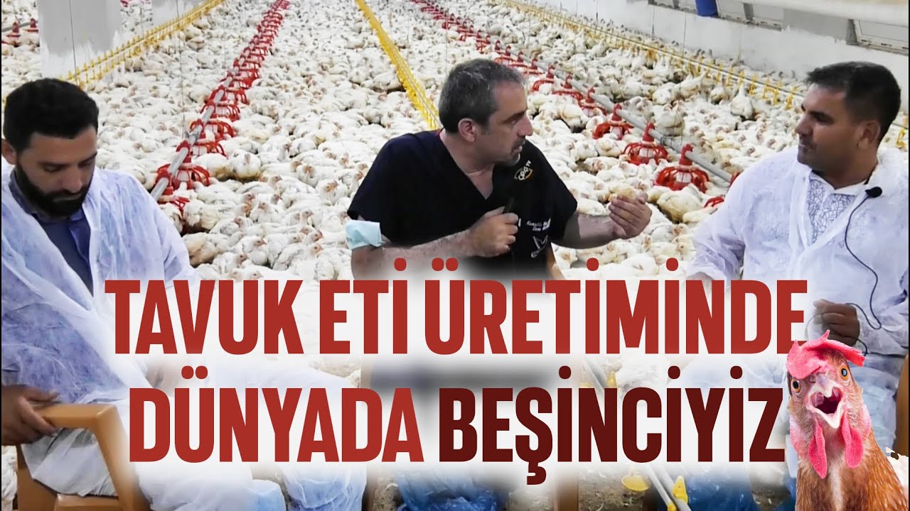 Etlik Broiler Çiftliğindeyiz 