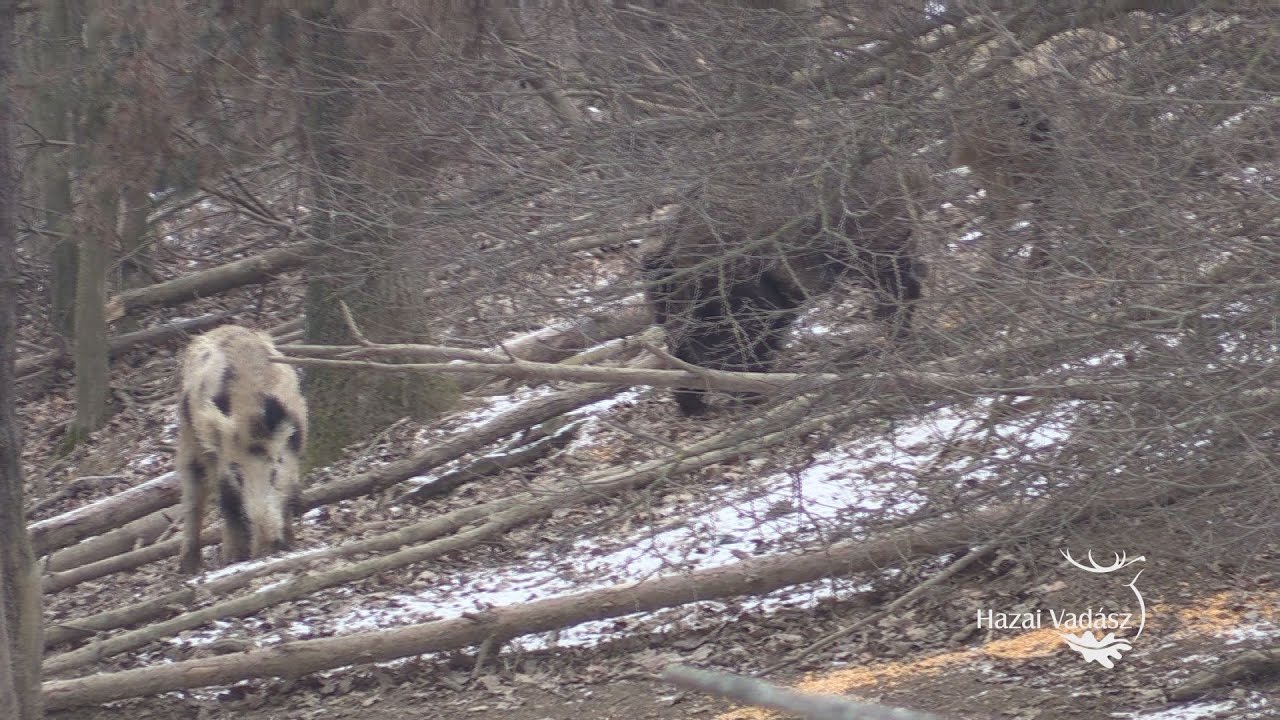 Madárszemmel - Téli vadetetés a Zselicben - 2017.01.12