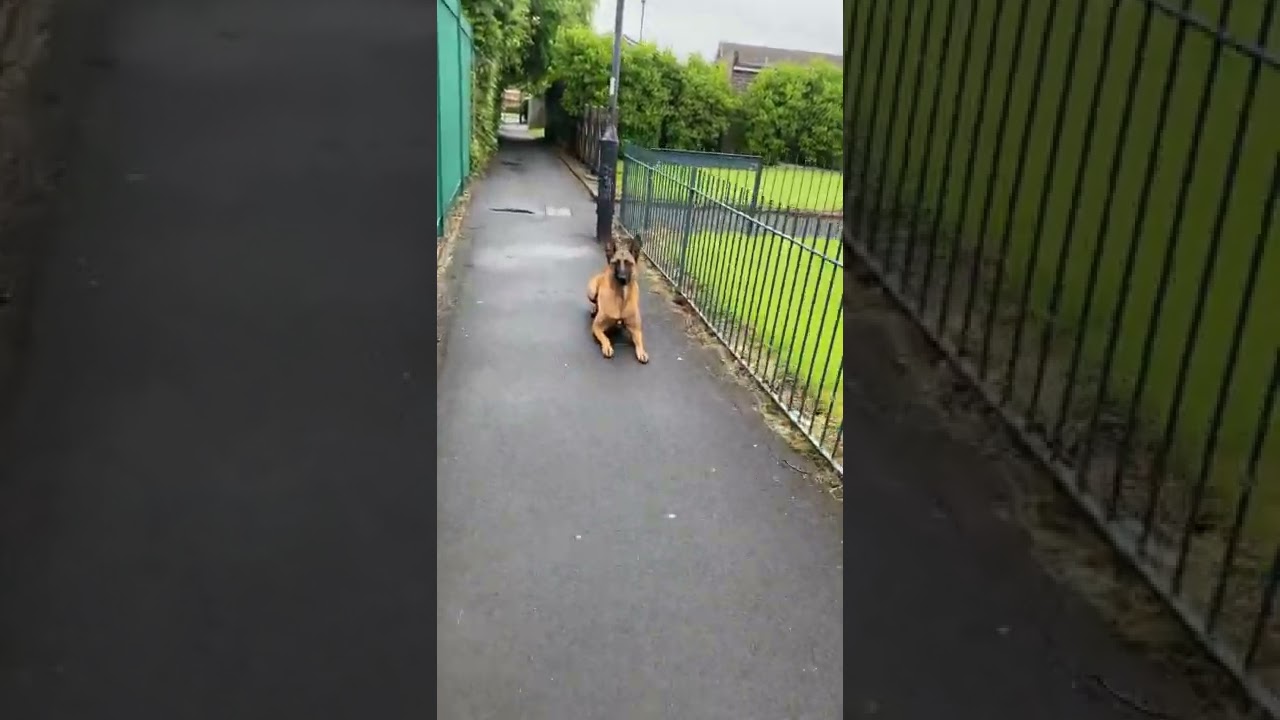 BELGIAN MALINOIS TRAINING: EMERGENCY STAY DOWN - PART 1 | SMART DOGS TRAINING