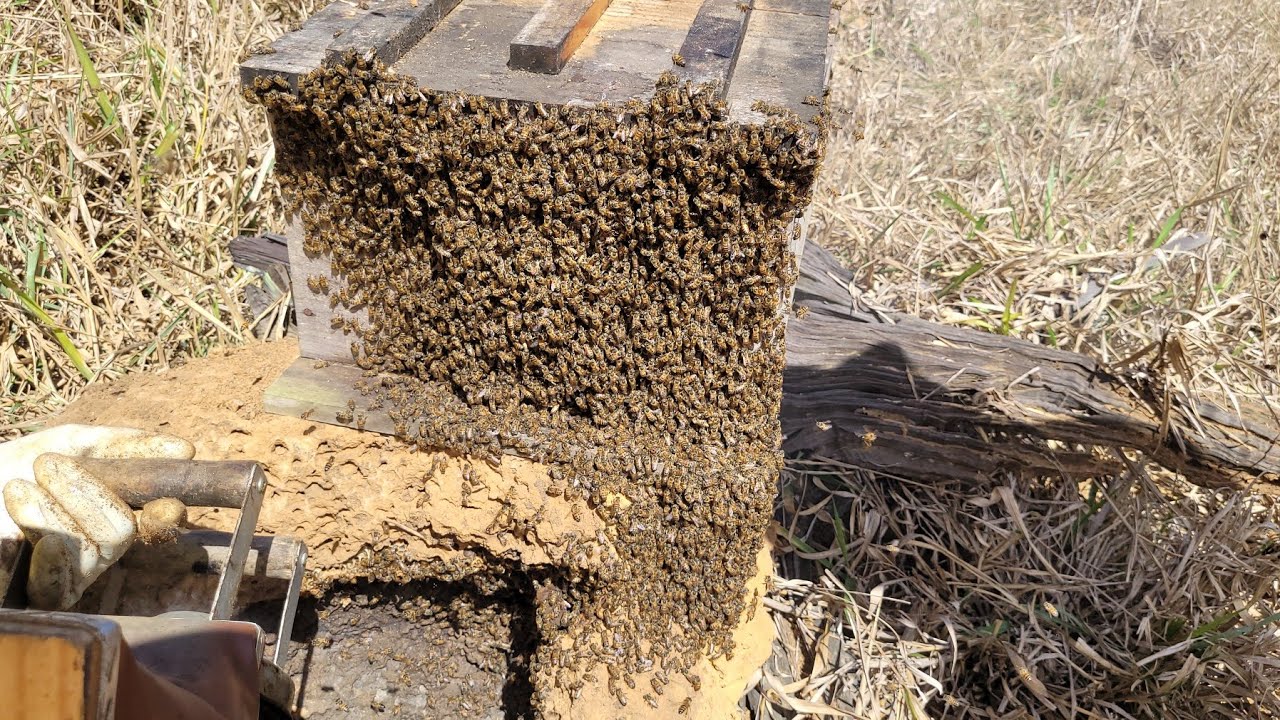 Captura no cupim FUI AJUDAR UM CASAL DE  AMIGOS / Resgate para iniciantes 🍯🐝🙏