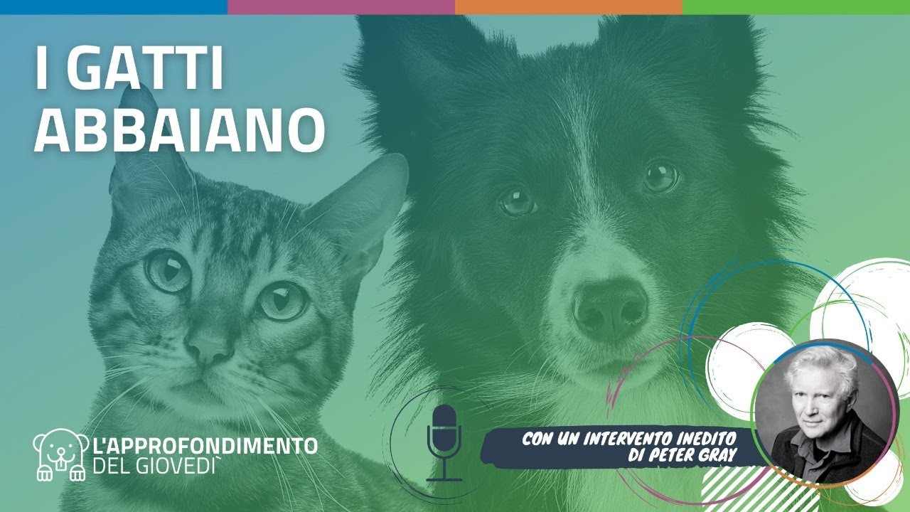 I gatti abbaiano. Come potenziare il problem solving con il gioco (con un intervento di Peter Gray)