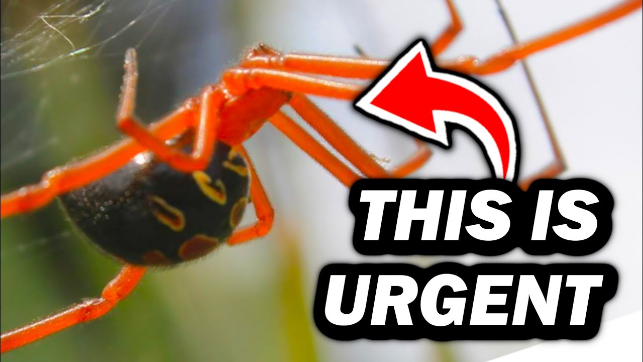 The Rarest Spider in America Needs Your Help - SAVE THE RED WIDOW