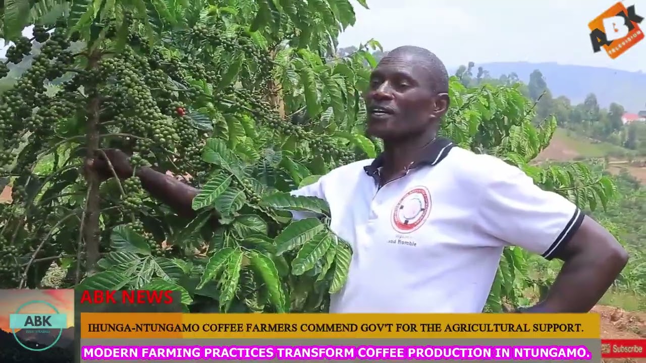 Modern Farming Practices Transform Coffee Production in Ihunga, Ntungamo.