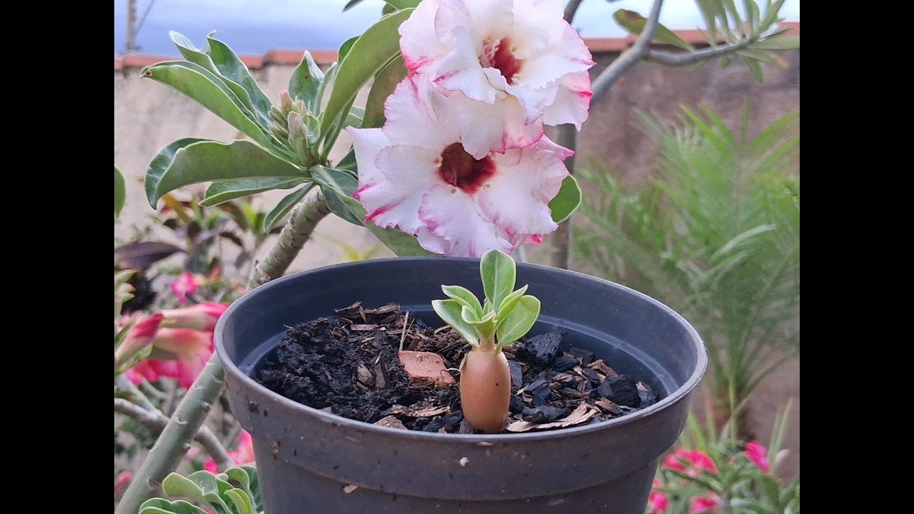 Como adubar mudinhas de rosas do deserto + dicas de adubos incríveis...