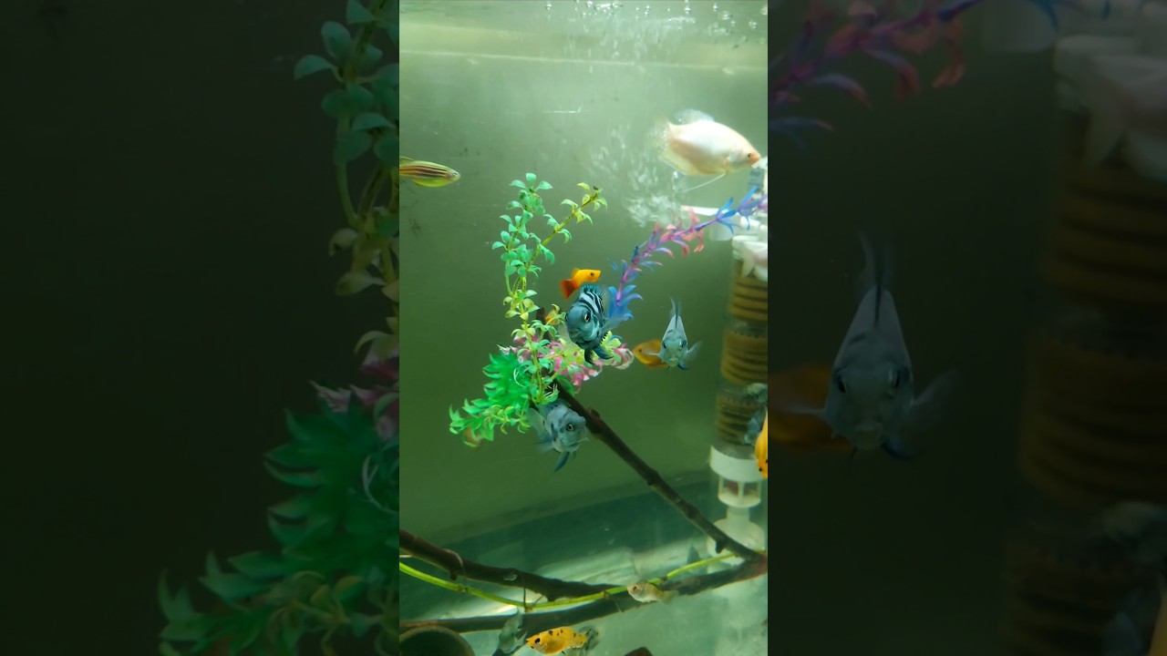 angelfish aggressive attack other fish 