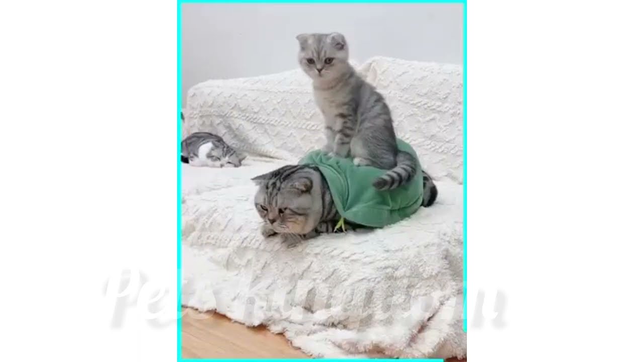 Funny cat videos 2023  | #petskingdom #youtubevideo #funnycatvideo #cats