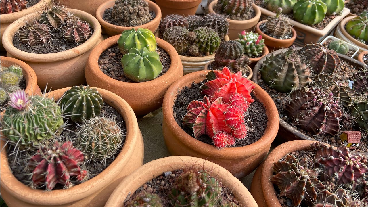 🚨Estou VENDENDO toda minha COLEÇÃO de SUCULENTAS e CACTOS🥹