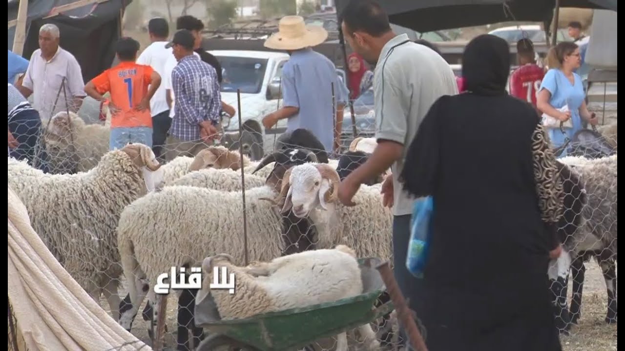 علوش العيد شطر لفة هه بستمائة وخمسين دينار في الدقيقة تسعة وتسعين..الزوالي يشويه في الرحبة ويروح هه