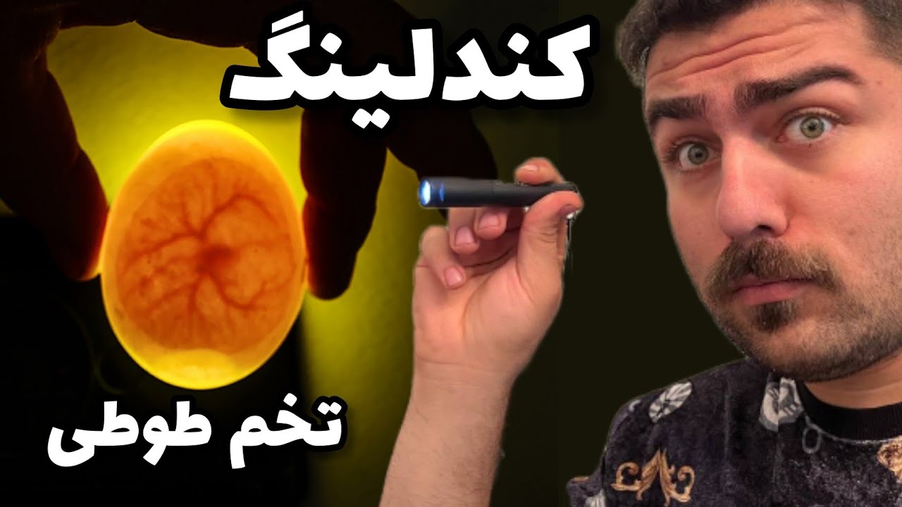 بهترین روش نطفه سنجی تخم طوطیسانان  || parrots egg candling
