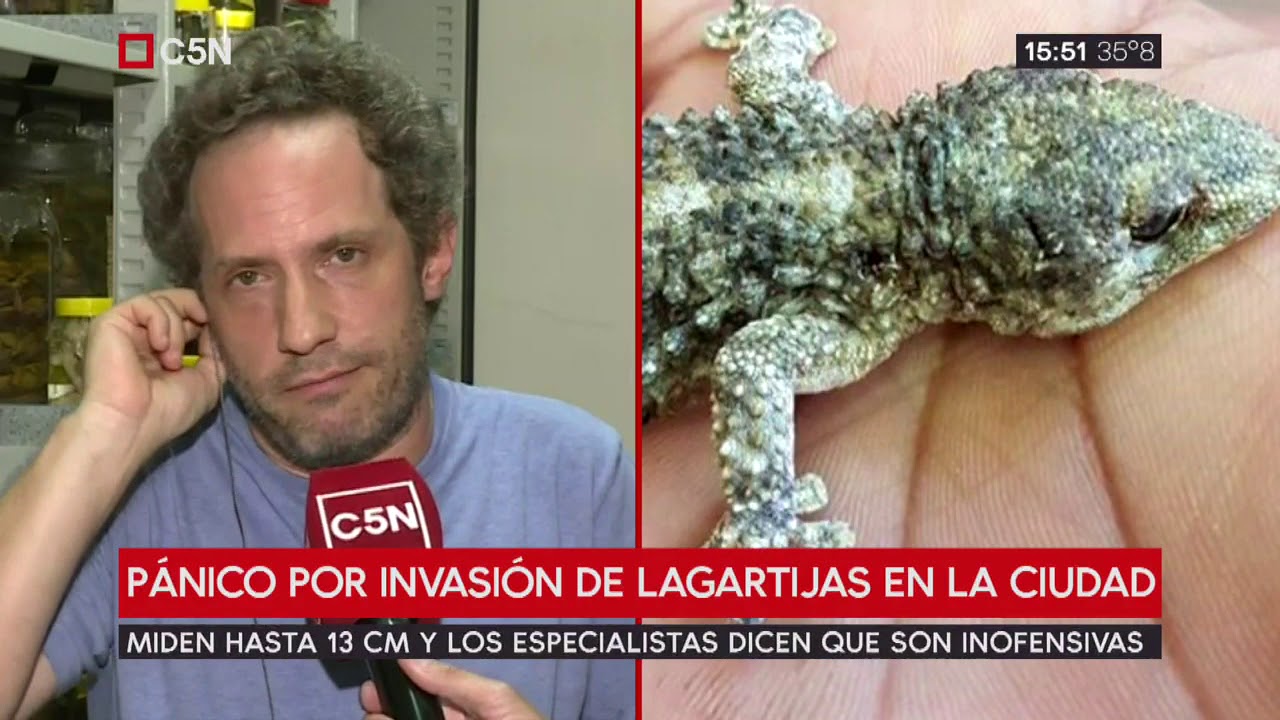 Pánico por invasión de lagartijas en la Ciudad de Buenos Aires